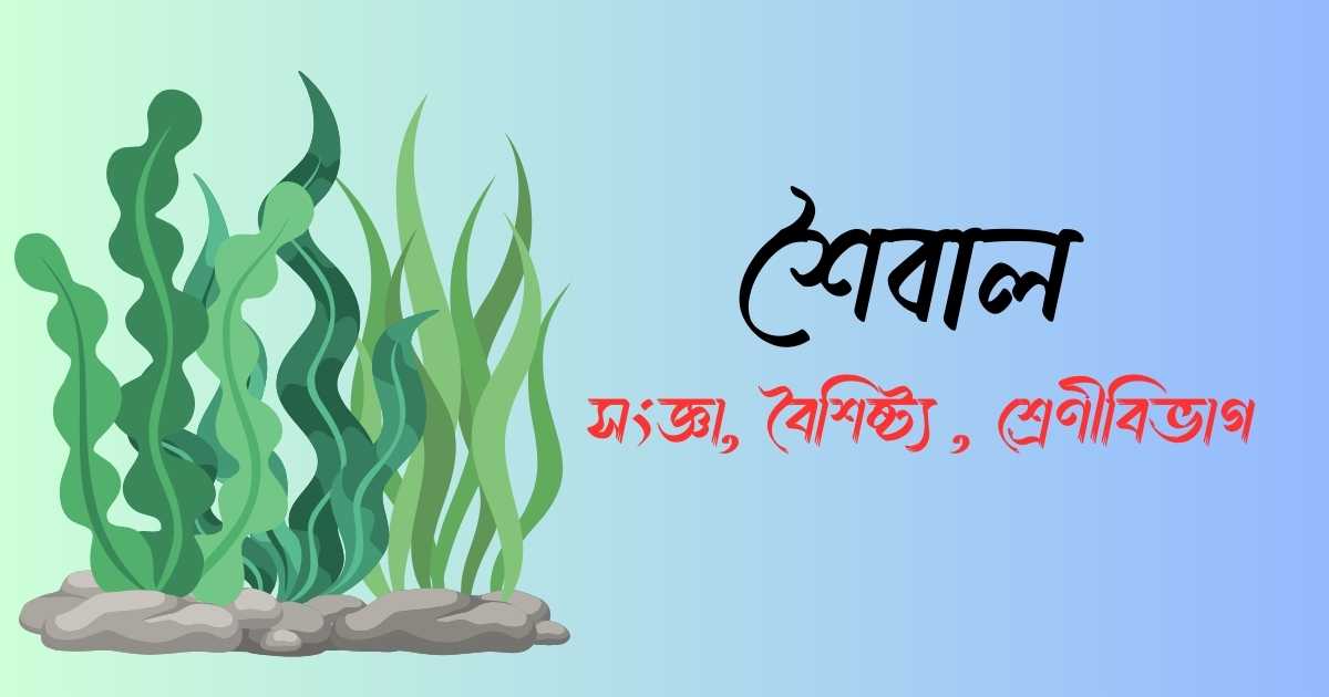 শৈবাল কাকে বলে ? শৈবালের বৈশিষ্ট্য ও শ্রেণীবিভাগ